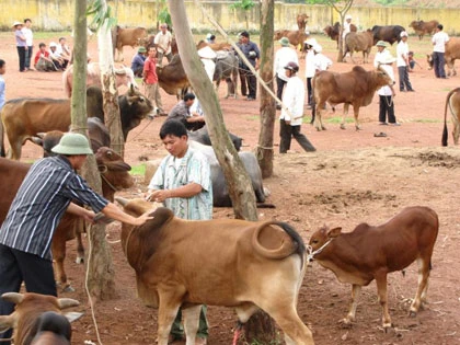 Sôi động chợ trâu bò Nam Nghĩa ảnh 1