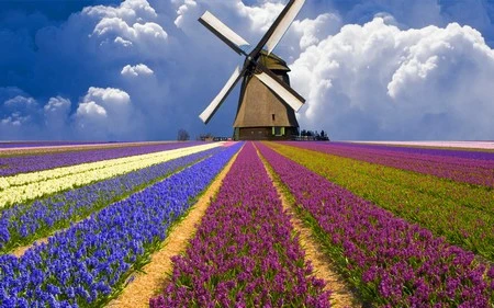 Những bông hoa tuyệt đẹp trên desktop mừng ngày Phụ nữ Việt Nam ảnh 11