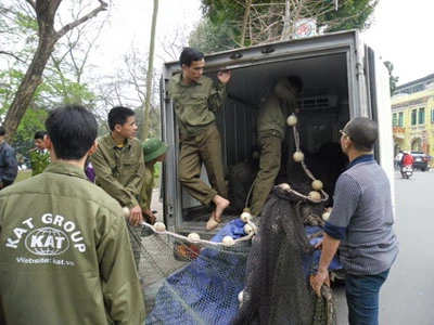 Trực tiếp quây bắt Rùa hồ Gươm: Cụ đã vào "lồng" ảnh 11 Trực tiếp quây bắt Rùa hồ Gươm: Cụ đã vào "lồng" ảnh 11