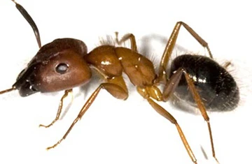 Kiến “ăn thịt” bệnh nhân ảnh 1