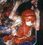 Ăn thịt voọc, thú chơi man rợ của đại gia ảnh 1