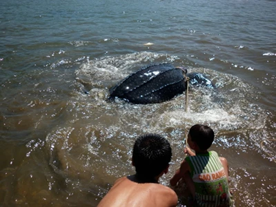 Bắt được rùa lạ, nghi là loài rùa biển cực kỳ quý hiếm ảnh 2 Bắt được rùa lạ, nghi là loài rùa biển cực kỳ quý hiếm ảnh 2