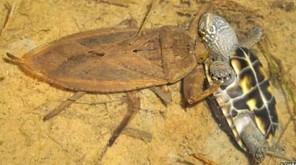 Bọ nước khổng lồ bắt rắn ăn thịt ảnh 1