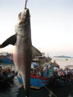 Xác định giống loài cá mập bắt được tại Phú Yên ảnh 1