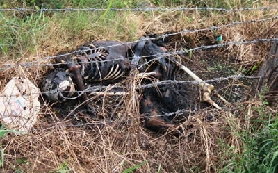 Những dấu vết hình sự không thể bị thiêu hủy ảnh 1