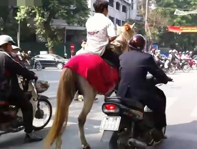 Hà Nội: "Choáng" vì màn cưỡi ngựa bon chen giữa phố ảnh 1 Hà Nội: "Choáng" vì màn cưỡi ngựa bon chen giữa phố ảnh 1