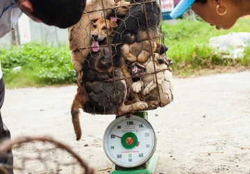 Nạn buôn lậu chó từ Thái Lan sang Việt Nam ảnh 1