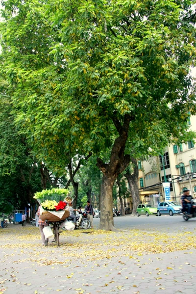 Hà Nội mùa lá bay ảnh 1