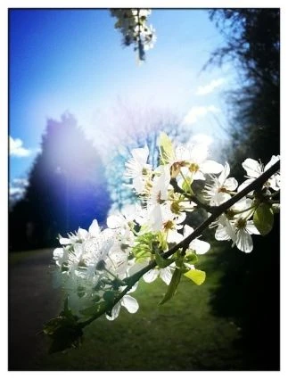 Những bức ảnh chuyển mùa đẹp ấn tượng chụp bằng iPhone ảnh 4