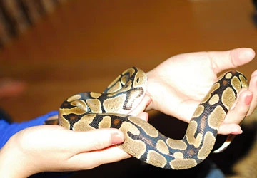 Chơi thú “độc” ảnh 1