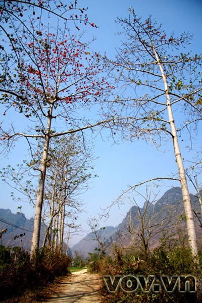 Tháng 3, hoa Gạo nở trên cao nguyên đá ảnh 3 Tháng 3, hoa Gạo nở trên cao nguyên đá ảnh 3