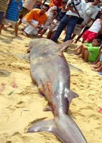 Người câu được cá mập gần bờ đang chờ nhận thưởng ảnh 1