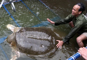 Rùa Hồ Gươm đã vào “khu điều trị” ảnh 1