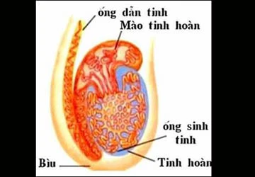 Ung thư hai “hòn bi”: những điều cần biết ảnh 1