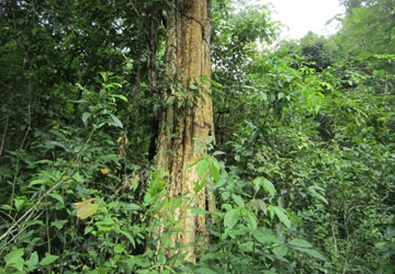 365 ha rừng hồ Dầu Tiếng sẽ bị "trảm"? ảnh 1