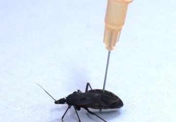 Cấp cứu vì bị bọ xít hút máu cắn ảnh 1 Cấp cứu vì bị bọ xít hút máu cắn ảnh 1