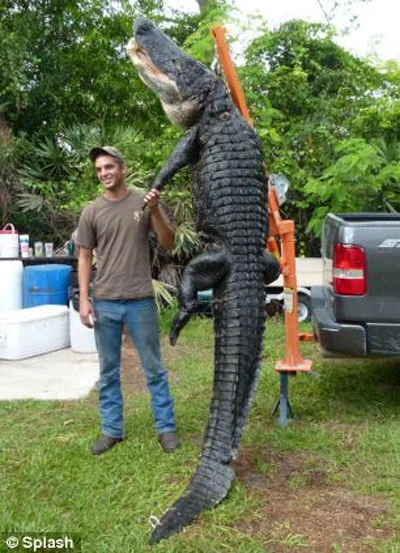Chàng sinh viên câu được cá sấu khổng lồ ảnh 3