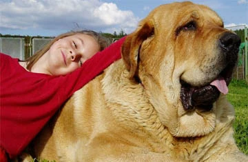 Chó sủa quá ba tiếng là phạm pháp ảnh 2