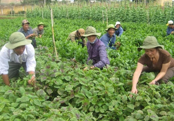 35 năm bước chân xung kích - Bài 3: Dấu chân mở đất ảnh 2