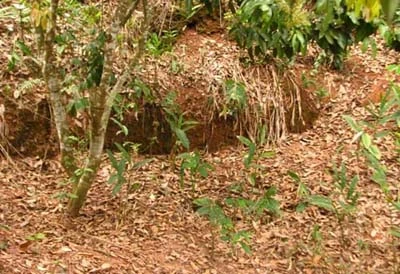 Ly kỳ chuyện săn tìm kho vàng 3 tạ ở Bắc Giang ảnh 4 Ly kỳ chuyện săn tìm kho vàng 3 tạ ở Bắc Giang ảnh 4