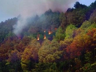 Quảng Trị: Cháy rụi 30 ha rừng thông và trẩu ảnh 1