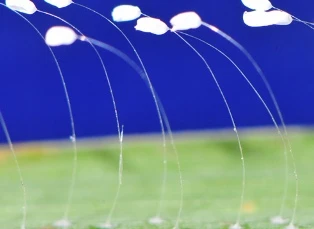 Loài hoa "3.000 năm nở một lần" khoe sắc ở Phú Yên ảnh 1