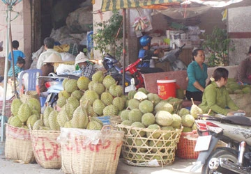 Sầu riêng chín ép, lái hại nhà vườn ảnh 1 Sầu riêng chín ép, lái hại nhà vườn ảnh 1