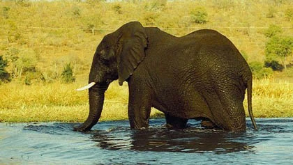 Phát hiện công dụng kỳ lạ của lông voi ảnh 1