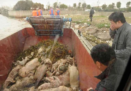 Tìm ra thủ phạm vụ “mưa” lợn chết trên sông Thượng Hải ảnh 1