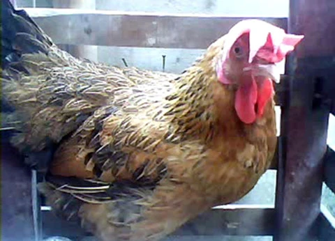 Chú gà "đồng tính" độc nhất vô nhị ở Việt Nam ảnh 1