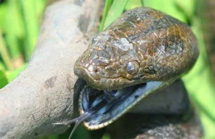 Những kẻ ăn thịt người đáng sợ nhất ảnh 1 Những kẻ ăn thịt người đáng sợ nhất ảnh 1