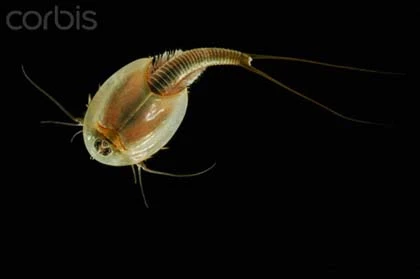 Cận cảnh những "hóa thạch sống" ảnh 3