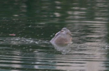 Háo hức xem cụ rùa Hồ Gươm nổi đầu năm ảnh 4