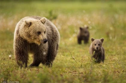 Ngộ nghĩnh gấu xếp hàng, đứng hai chân như người ảnh 4