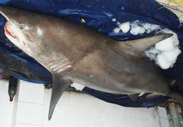 Mổ thịt cá mập 180kg phát hiện bào thai 25 con non ảnh 1