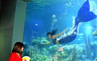 Những “nàng tiên cá” ảnh 1