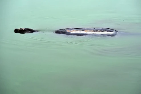 Rùa hồ Gươm uể oải bơi trước ngày được chữa bệnh ảnh 6