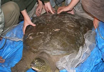 Duy trì nòi giống cho "cụ rùa" ở hồ Hoàn Kiếm ảnh 1