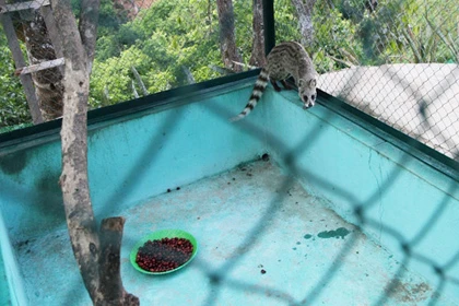 Cận cảnh chồn thải ra cà phê 20 triệu/kg ảnh 1