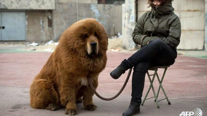 “Sư tử” Trung Quốc biết sủa ảnh 1