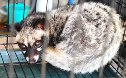 Cận cảnh chồn thải ra cà phê 20 triệu/kg ảnh 3