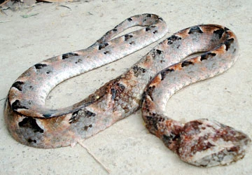 Hãi hùng rắn độc cắn chết người ảnh 1