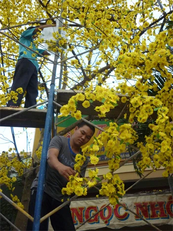 Cây mai “lạ” trổ 28.560 bông ảnh 1