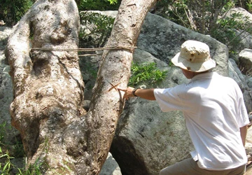 Phá rừng, bứng đại thụ làm cây cảnh ảnh 1