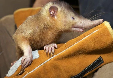 13 loài thú có vú hiếm và lạ ảnh 5 13 loài thú có vú hiếm và lạ ảnh 5