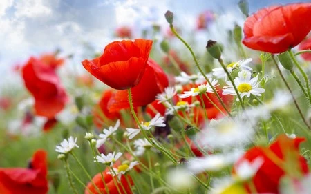 Những bông hoa tuyệt đẹp trên desktop mừng ngày Phụ nữ Việt Nam ảnh 15