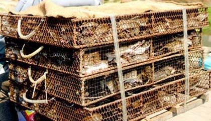 Xơi chuột sống và đặc sản chuột trinh nữ ảnh 2