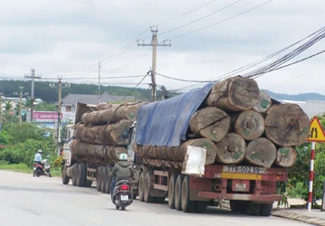 Cả đoàn xe chở gỗ né trạm cân ảnh 1