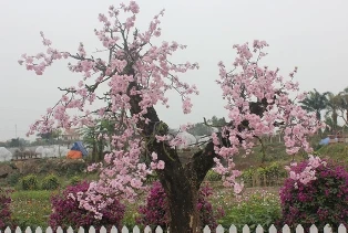 Đào giả "khoe sắc" giữa đất đào thật ảnh 1