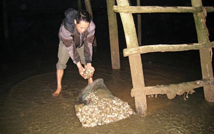 Nuôi ngao ngày cận Tết, đi tong tiền tỷ ảnh 2